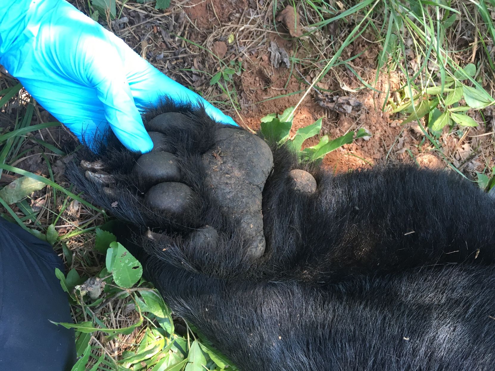 LNA07212016 Bears Submitted (2)